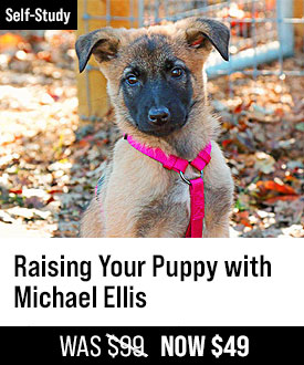 Raising Your Puppy with Michael Ellis