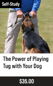 The Power of Playing Tug with Your Dog