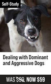 Dealing with Dominant and Aggressive Dogs