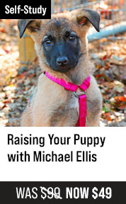 Raising Your Puppy with Michael Ellis