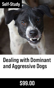 Dealing with Dominant and Aggressive Dogs