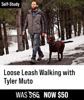 Loose Leash Walking with Tyler Muto