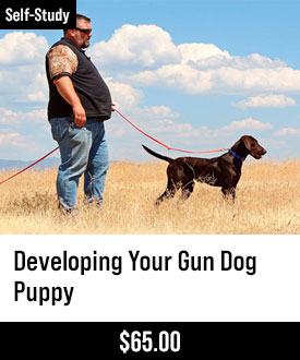 Developing Your Gun Dog Puppy