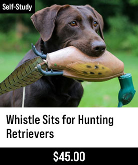 Whistle Sits for Hunting Retrievers