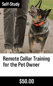 Remote Collar Training for the Pet Owner