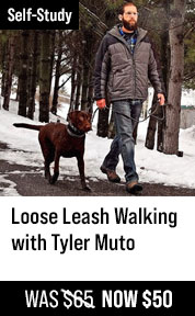 Loose Leash Walking