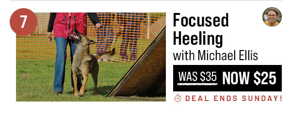 Focused Heeling with Michael Ellis