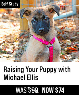 Raising Your Puppy with Michael Ellis