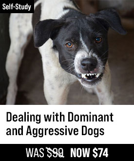 Dealing with Dominant and Aggressive Dogs