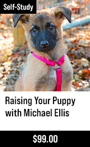 Raising Your Puppy with Michael Ellis