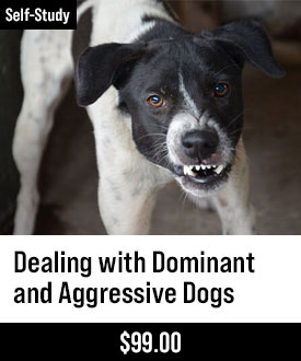 Dealing with Dominant and Aggressive Dogs