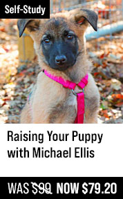 Raising Your Puppy with Michael Ellis