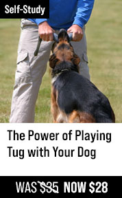 The Power of Playing Tug with Your Dog