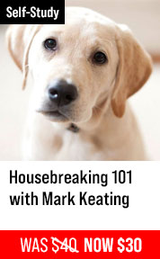 Housebreaking 101