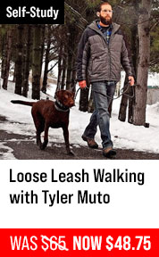 Loose Leash Walking