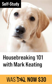 Housebreaking 101