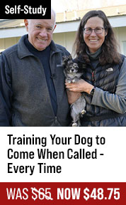 Training Your Dog to Come When Called Every Time