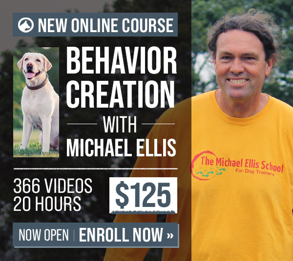 Behavior Creation with Michael Ellis