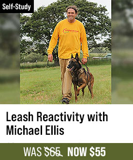 Leash Reactivity with Michael Ellis