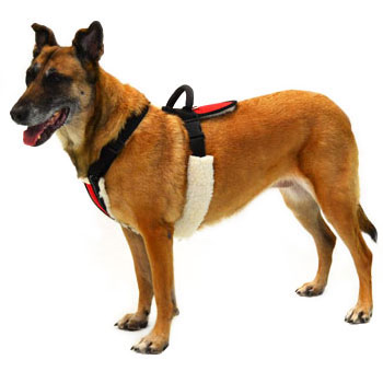 Pulling and Balance Harness