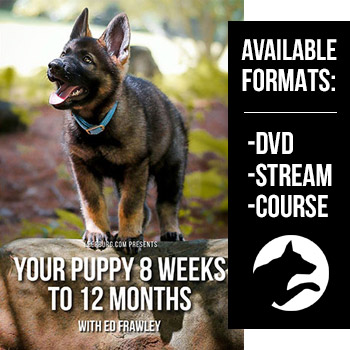 Your Puppy 8 Weeks to 12 Months DVD