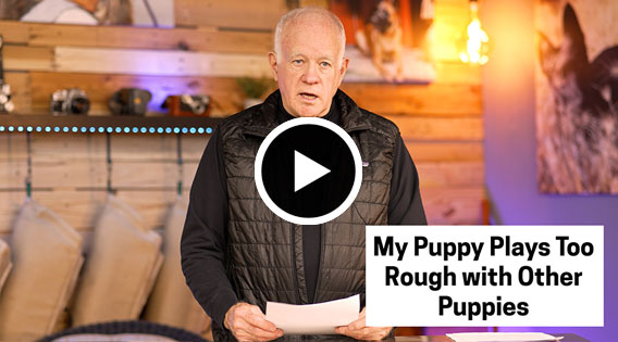 My Puppy Plays Too Rough with Other Puppies