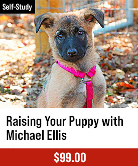Raising Your Puppy with Michael Ellis