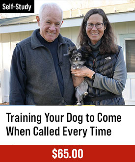 Training Your Dog to Come When Called Every Time