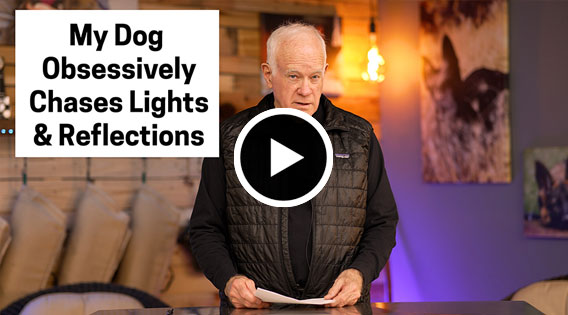 My Dog Obsessively Chases Lights and Reflections