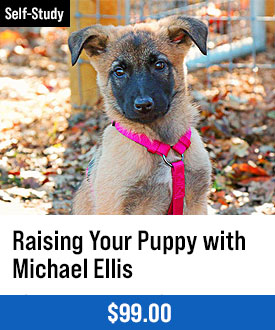 Raising Your Puppy with Michael Ellis