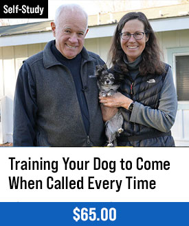 Training Your Dog to Come When Called Every Time