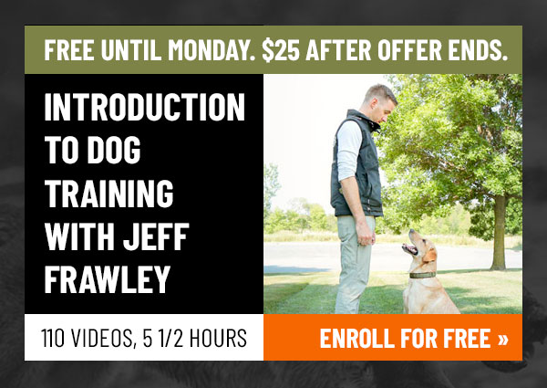 Free Course: Introduction to Dog Training
