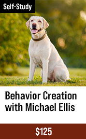 Behavior Creation with Michael Ellis