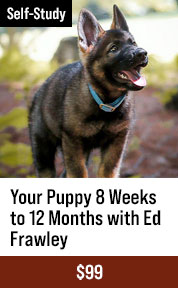 Your Puppy 8 Weeks to 12 Months