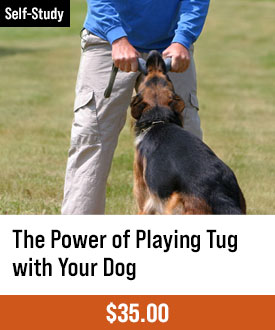The Power of Playing Tug with Your Dog