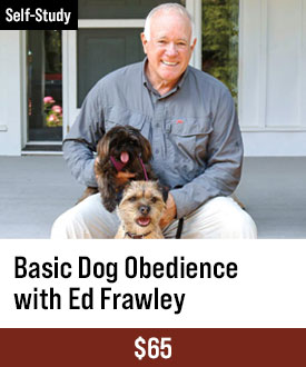 Basic Dog Obedience
