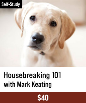 Housebreaking 101
