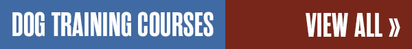 Play and Engagement Courses