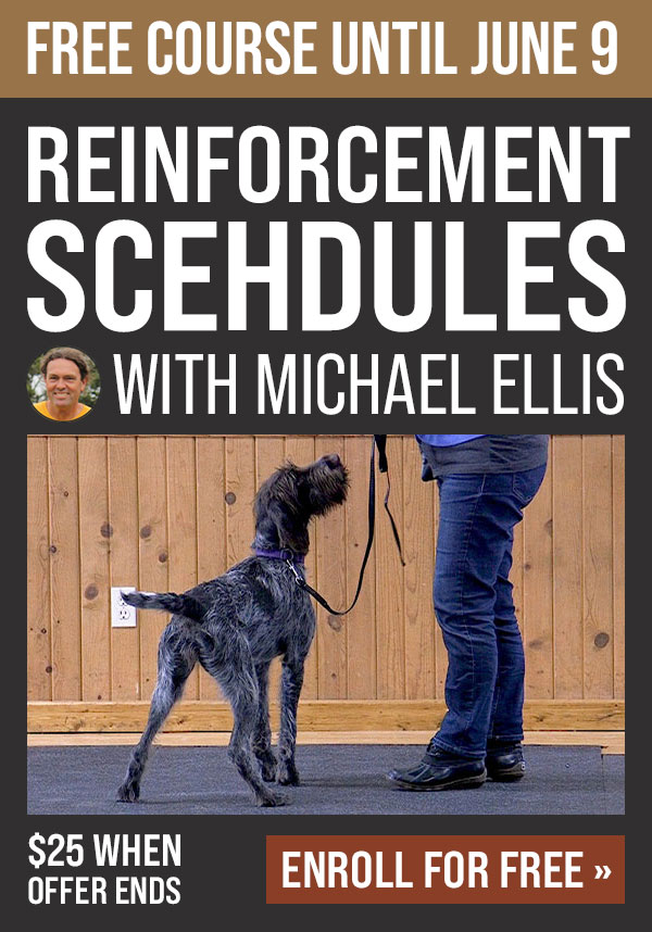 Free Course: Reinforcement Schedules with Michael Ellis