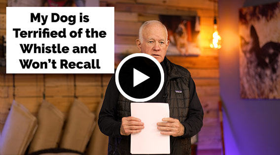 My Dog is Terrified of the Whistle and Will Not Recall