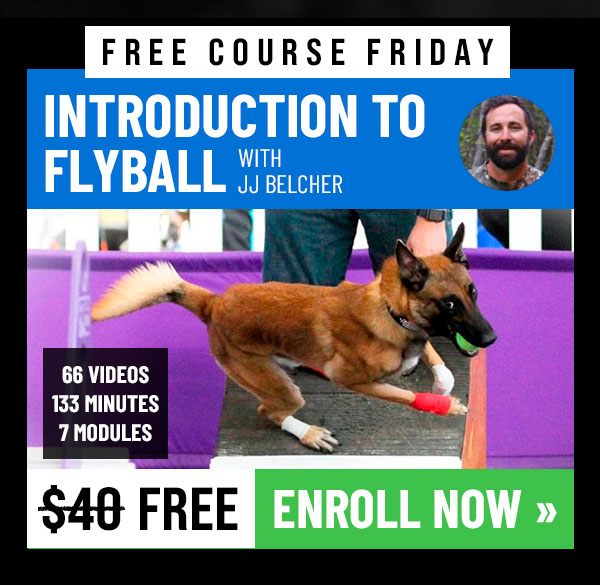 Free Course: Introduction To Flyball