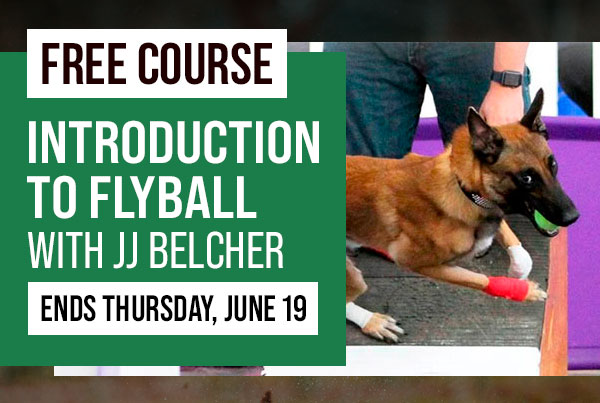 Free Course: Introduction To Flyball