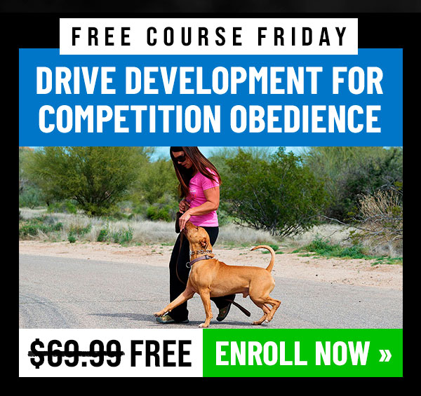 This Week's Free Course: Drive Development for Competition Obedience