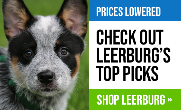 Leerburg's Top Picks