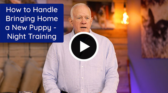 New Video: How to Handle Bringing Home a New Puppy - Night Training