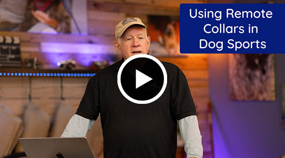 Using Remote Collars in Dog Sports