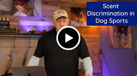 Using Remote Collars in Dog Sports