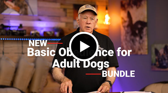 Basic Obedience for Adult Dogs Bundle
