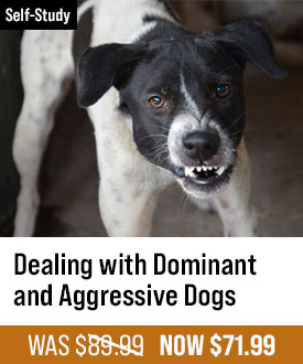 Dealing with Dominant and Aggressive Dogs