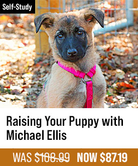 Raising Your Puppy with Michael Ellis